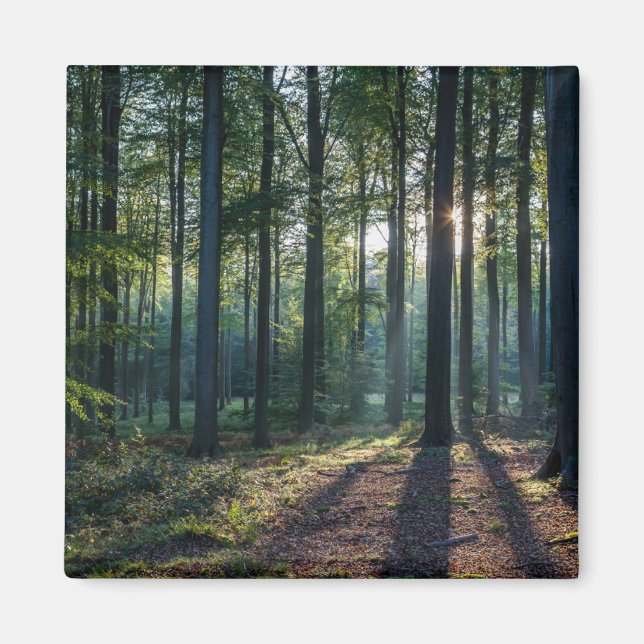 Forests | Black Forest Germany Magnet (Front)