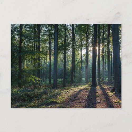 Forests  Black Forest Germany Postcard