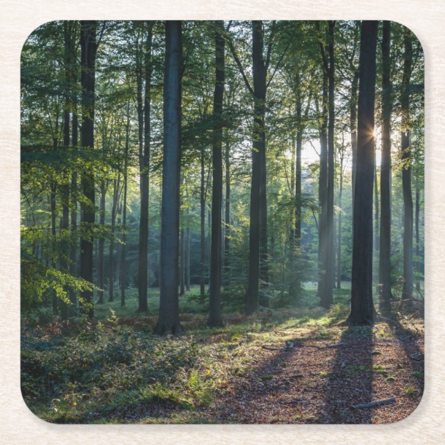Forests | Black Forest Germany Square Paper Coaster (Front)