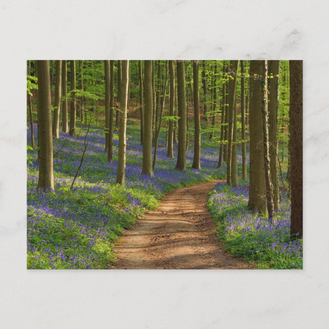 Forests | Bluebell Forest in Belgium Postcard (Front)