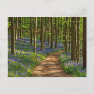 Forests Bluebell Forest in Belgium Postcard