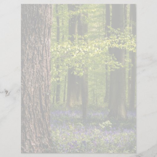 Forests | Bluebells in Belgium (Front)
