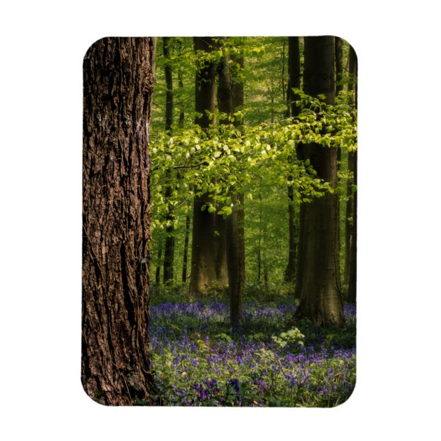 Forests | Bluebells in Belgium Magnet (Vertical)