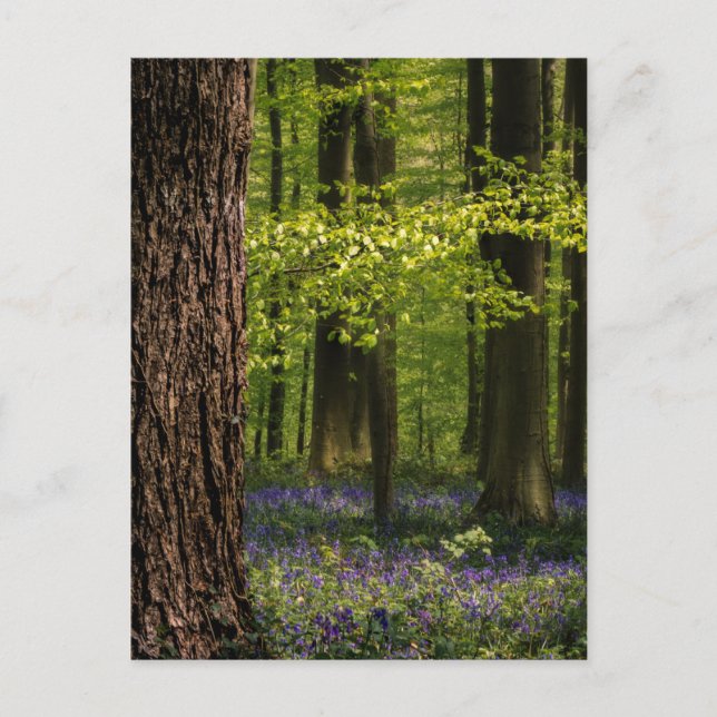 Forests | Bluebells in Belgium Postcard (Front)