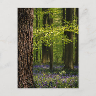 Forests Bluebells in Belgium Postcard