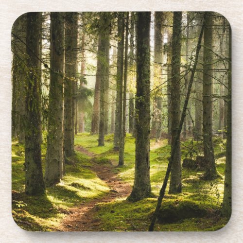 Forests  Boreal Forest Sweden Beverage Coaster