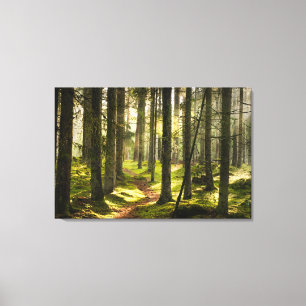 Forests Boreal Forest Sweden Canvas Print