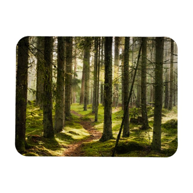 Forests | Boreal Forest Sweden Magnet (Horizontal)