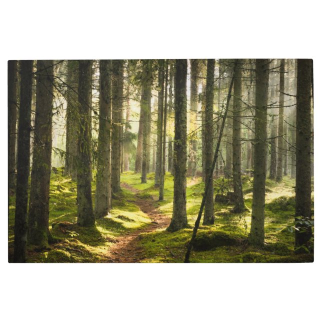 Forests | Boreal Forest Sweden Metal Print (Front)