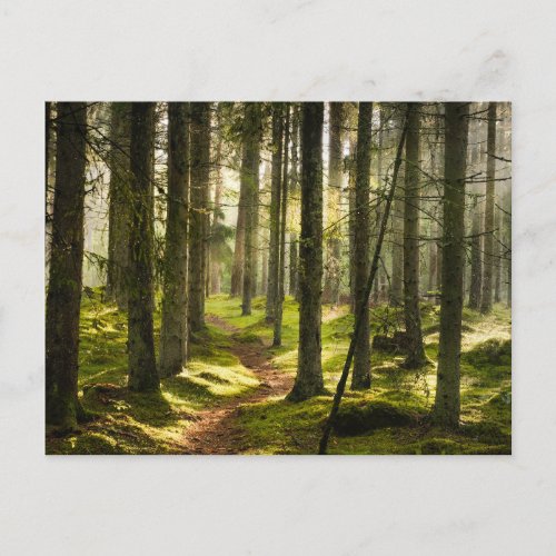 Forests  Boreal Forest Sweden Postcard