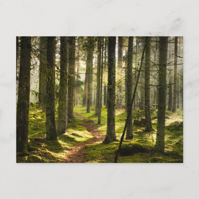 Forests | Boreal Forest Sweden Postcard (Front)