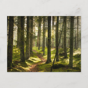 Forests Boreal Forest Sweden Postcard