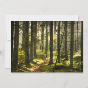 Forests Boreal Forest Sweden Thank You Card