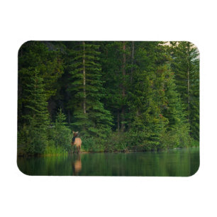 Forests Elk at Banff National Park Alberta Magnet