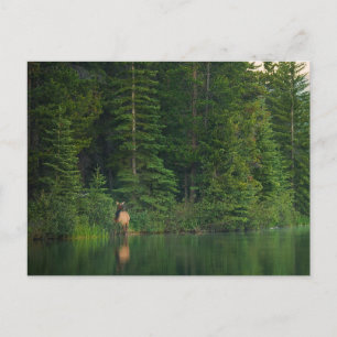 Forests Elk at Banff National Park Alberta Postcard