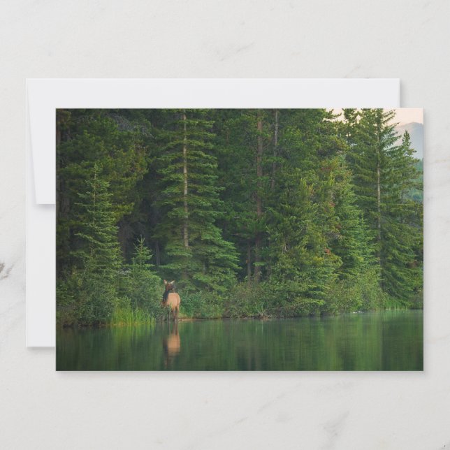 Forests | Elk at Banff National Park Alberta Thank You Card (Front)