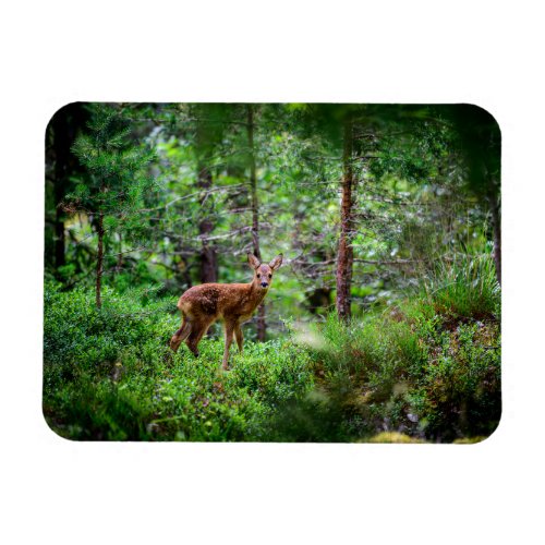 Forests  Fawn in Forest Magnet