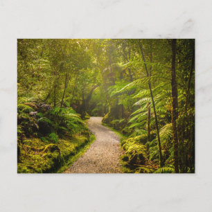 Forests Footpath Into Forest Postcard