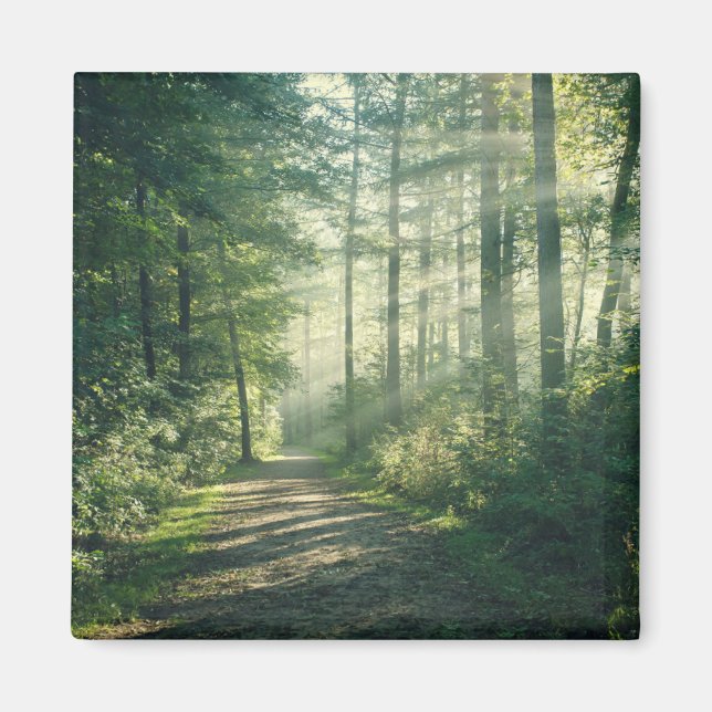 Forests | Forest Path Hamburg Germany Magnet (Front)