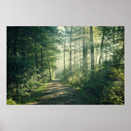 Forests  Forest Path Hamburg Germany Poster