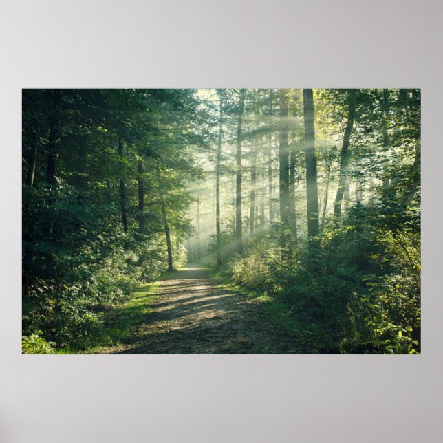Forests | Forest Path Hamburg Germany Poster (Front)