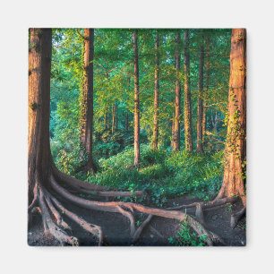Forests   Greenery & Woodland Magnet