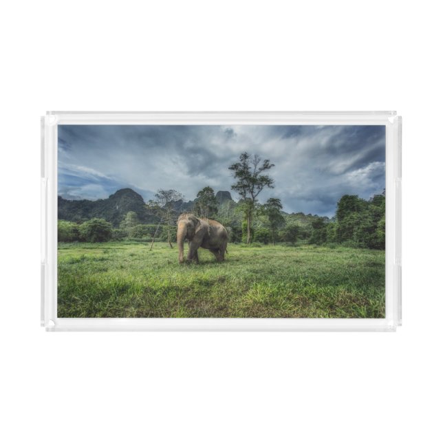 Forests | Kao Sok National Park Acrylic Tray (Front)