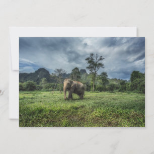 Forests   Kao Sok National Park Thank You Card