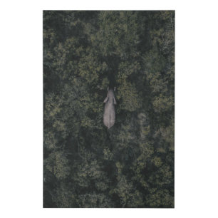 Forests   Lalibela Game Reserve Faux Canvas Print