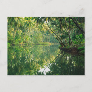 Forests Mangrove Forest Postcard