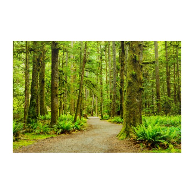 Forests | Olympic National Park Acrylic Print (Front)