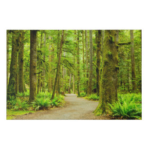 Forests Olympic National Park Faux Canvas Print