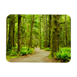 Forests Olympic National Park Magnet