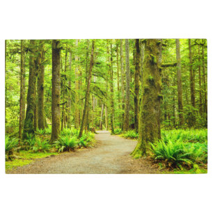 Forests   Olympic National Park Metal Print