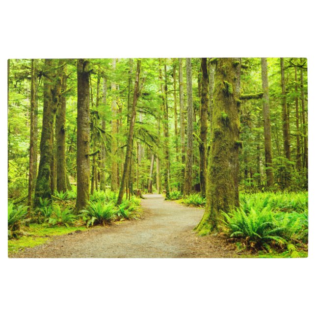 Forests | Olympic National Park Metal Print (Front)