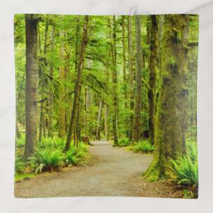 Forests Olympic National Park Trinket Tray