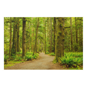 Forests Olympic National Park Wood Wall Art
