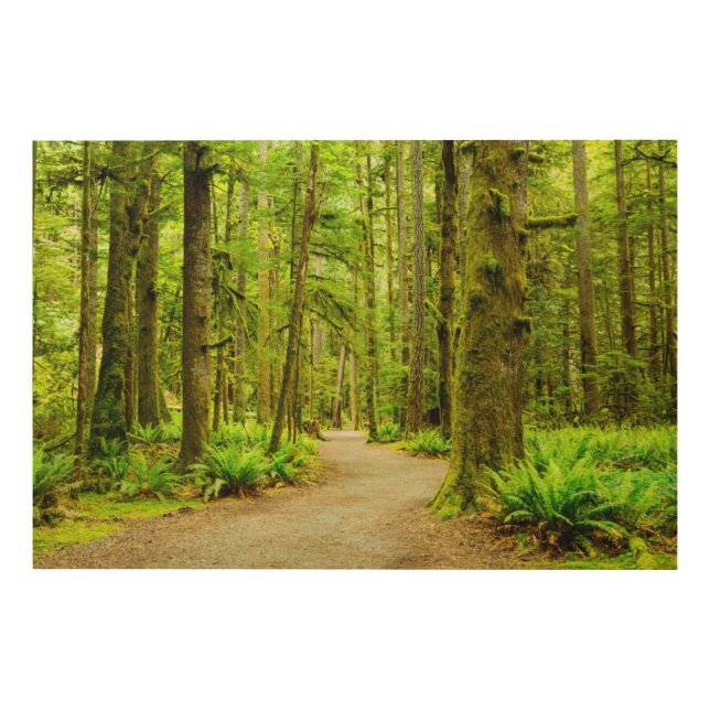 Forests | Olympic National Park Wood Wall Art (Front)