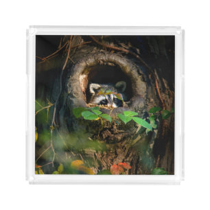 Forests Raccoon Peeking Acrylic Tray