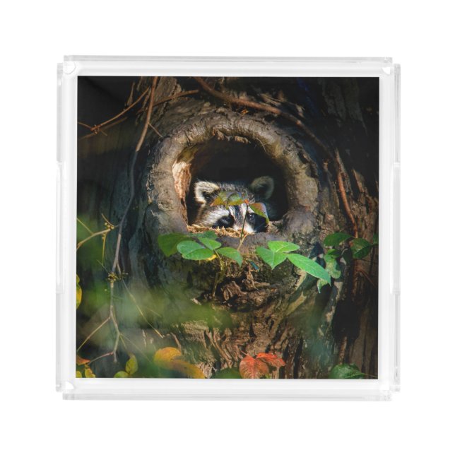 Forests | Raccoon Peeking Acrylic Tray (Front)