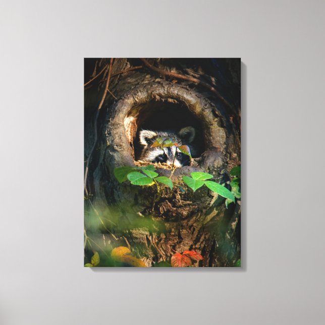 Forests | Raccoon Peeking Canvas Print (Front)