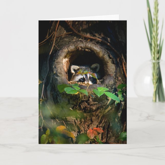 Forests | Raccoon Peeking Card (Front)