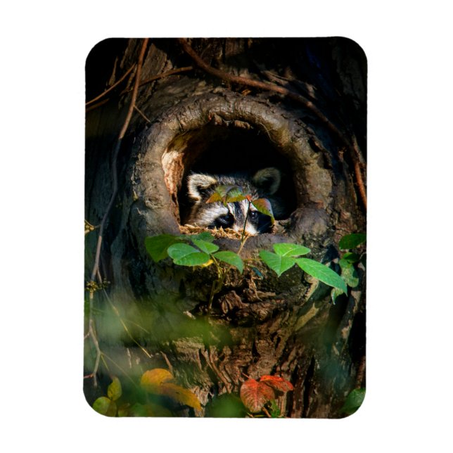 Forests | Raccoon Peeking Magnet (Vertical)
