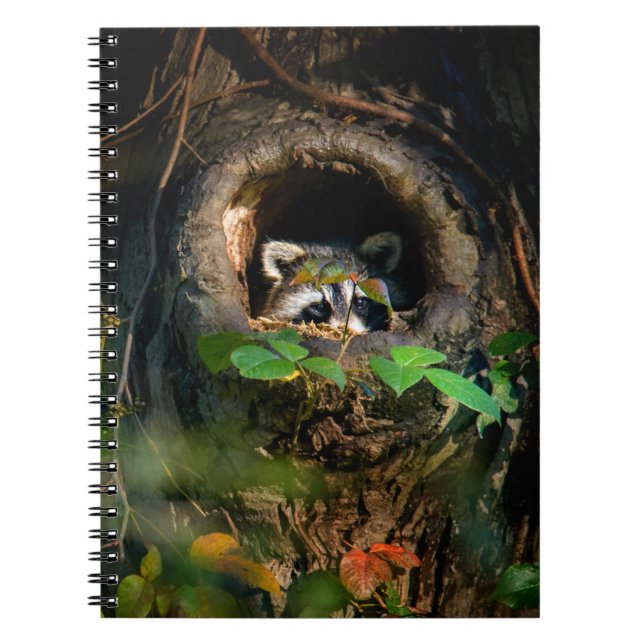Forests | Raccoon Peeking Notebook (Front)