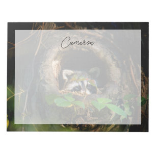 Forests Raccoon Peeking Notepad