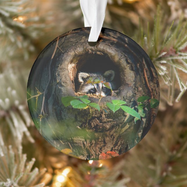 Forests | Raccoon Peeking Ornament (Tree)