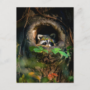 Forests Raccoon Peeking Postcard
