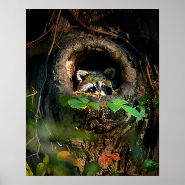 Forests | Raccoon Peeking Poster (Front)