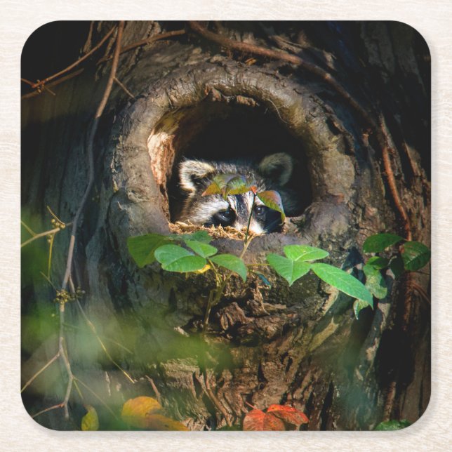 Forests | Raccoon Peeking Square Paper Coaster (Front)