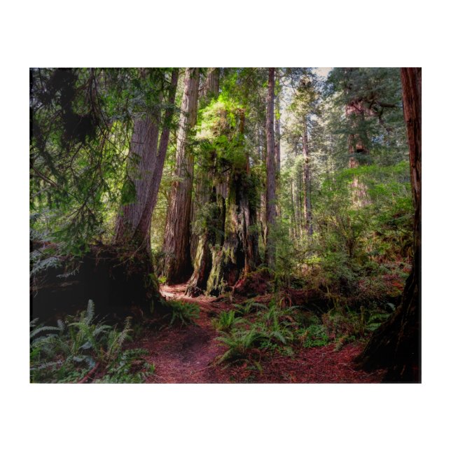 Forests | Redwood Forest California Acrylic Print (Front)